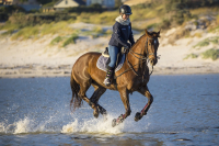 ReitsportfachgeschÃ¤ft Manski â Ihr Ausstatter fÃ¼r Reiter und Pferd