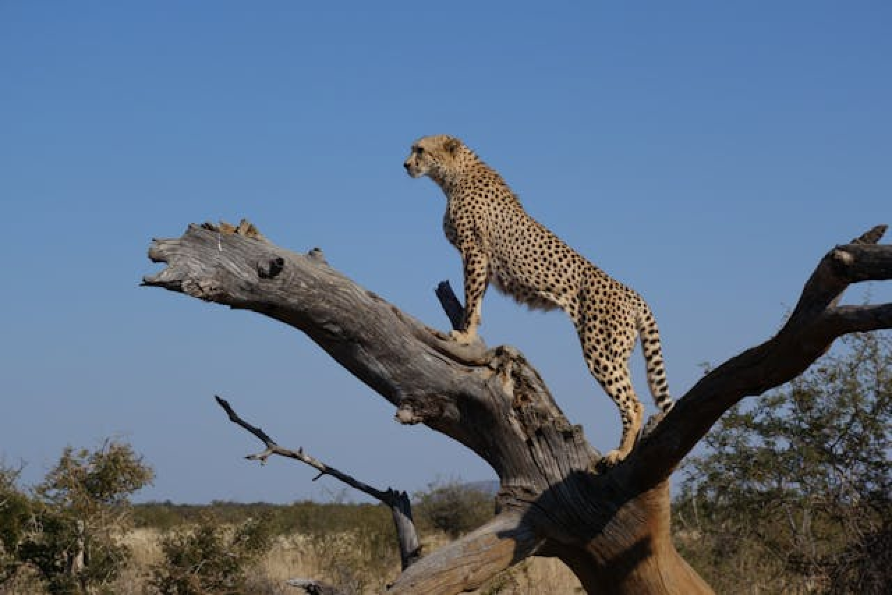 Safari in Tanzania